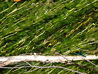 Calopteryx eclatant male - Calopteryx splendens splendens (ph. Mrugala F., Ardeche, Saint-Privas, 08-2018)(1)